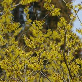 Witchhazel