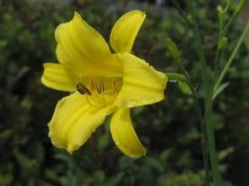 Daylily