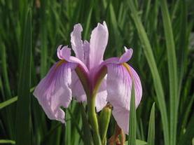 Japanese Iris