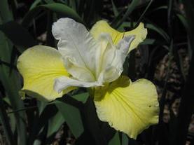 Siberian Iris