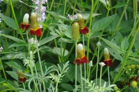 Mexican Hat Plant
