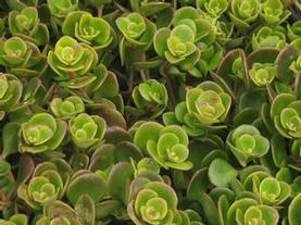Stonecrop