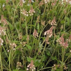 Foamflower