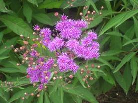 Broadleaf Ironweed