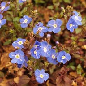 Speedwell