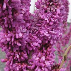 Chinese Redbud