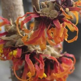 Witchhazel