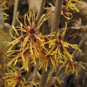 Ozark Witchhazel