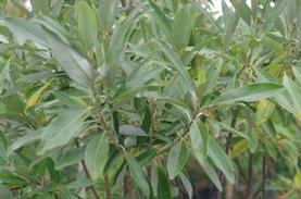 Sweetbay Magnolia