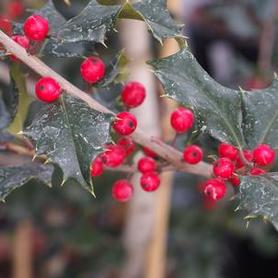 American Holly