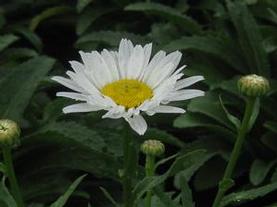 Shasta Daisy