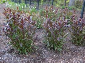 Beardtongue