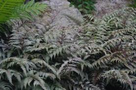 Athyrium nipponicum Regal Red