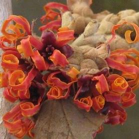 Witchhazel