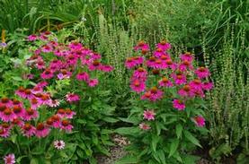 Purple Coneflower