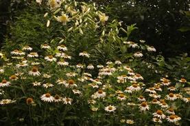 Purple Coneflower