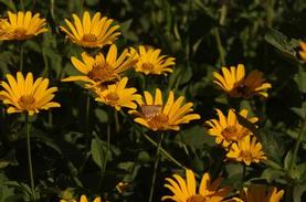 False Sunflower