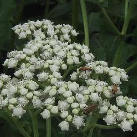 Wild Quinine