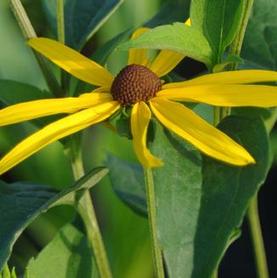 Sweet Coneflower