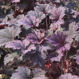 Coral Bells - Alum Root