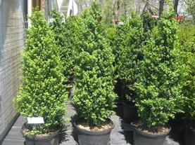 Common Boxwood
