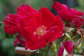 Climbing Rose