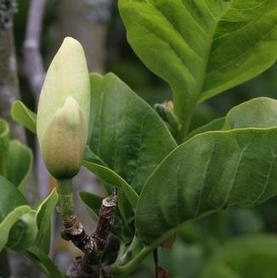 Magnolia
