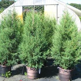 Eastern Redcedar
