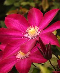Clematis
