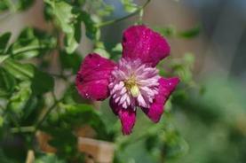 Clematis