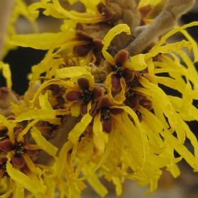 Witchhazel