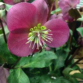 Hybrid Hellebore