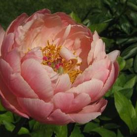 Herbaceous Peony