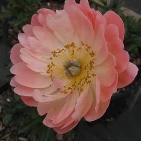 Herbaceous Peony