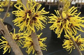 Chinese Witchhazel