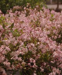 Slender Deutzia