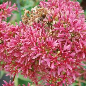 Seven-Son Flower