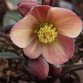 Hybrid Hellebore