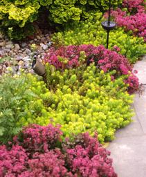 Stonecrop