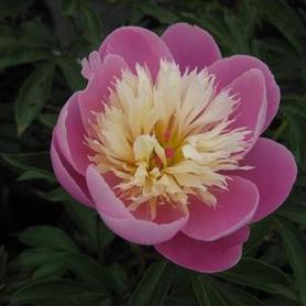 Herbaceous Peony