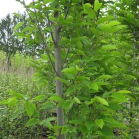 European Hornbeam