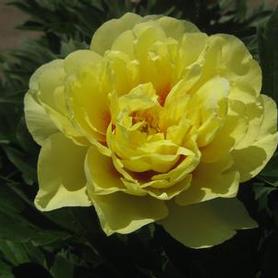 Itoh Hybrid Peony