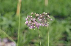 Allium cernuum 