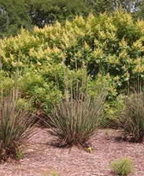 Andropogon gerardii Red October