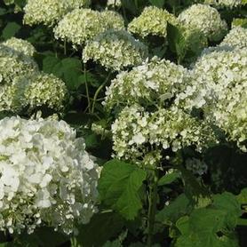 Smooth Hydrangea