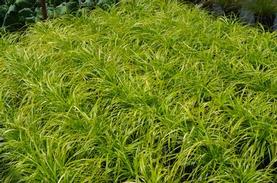 Weeping Sedge