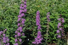 Rough Blazing Star