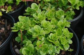 Wild Stonecrop