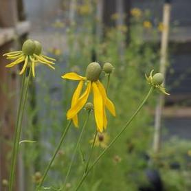 Prairie Coneflower