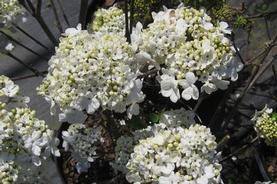 Viburnum